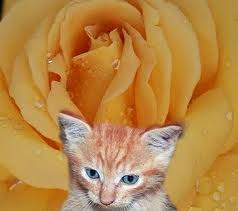 Kittens